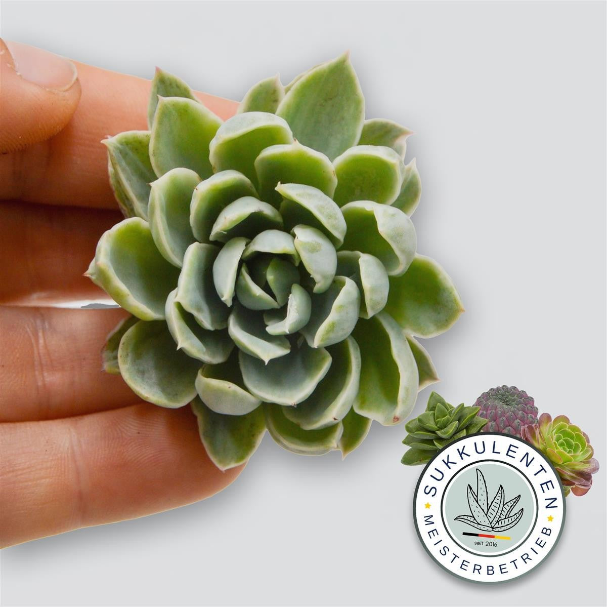 Echeveria Royal Chrisanthemum f. variegata