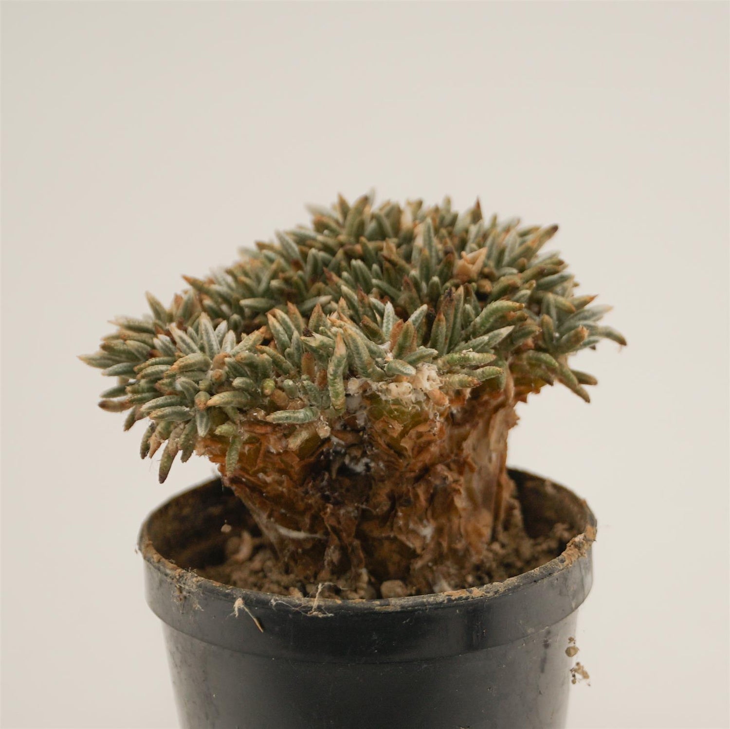 Avonia alstonii