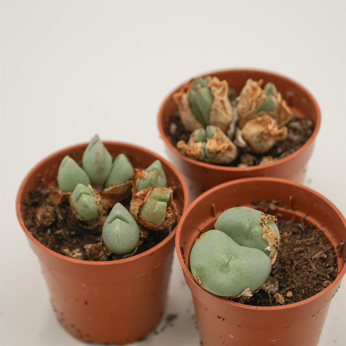 Conophytum Mix, 3er Set