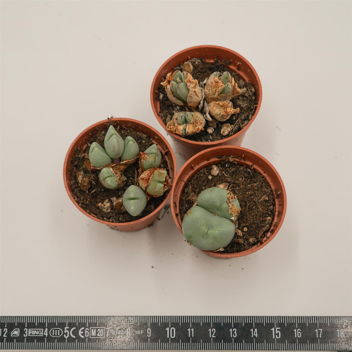 Conophytum Mix, 3er Set