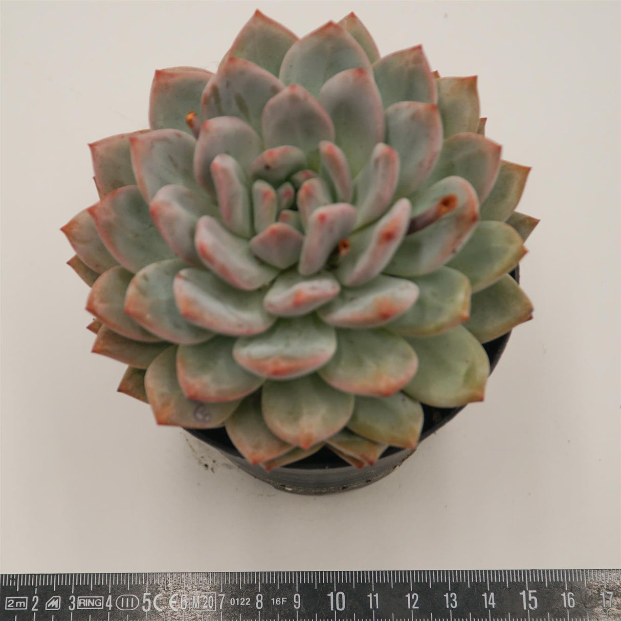 Echeveria Ariel