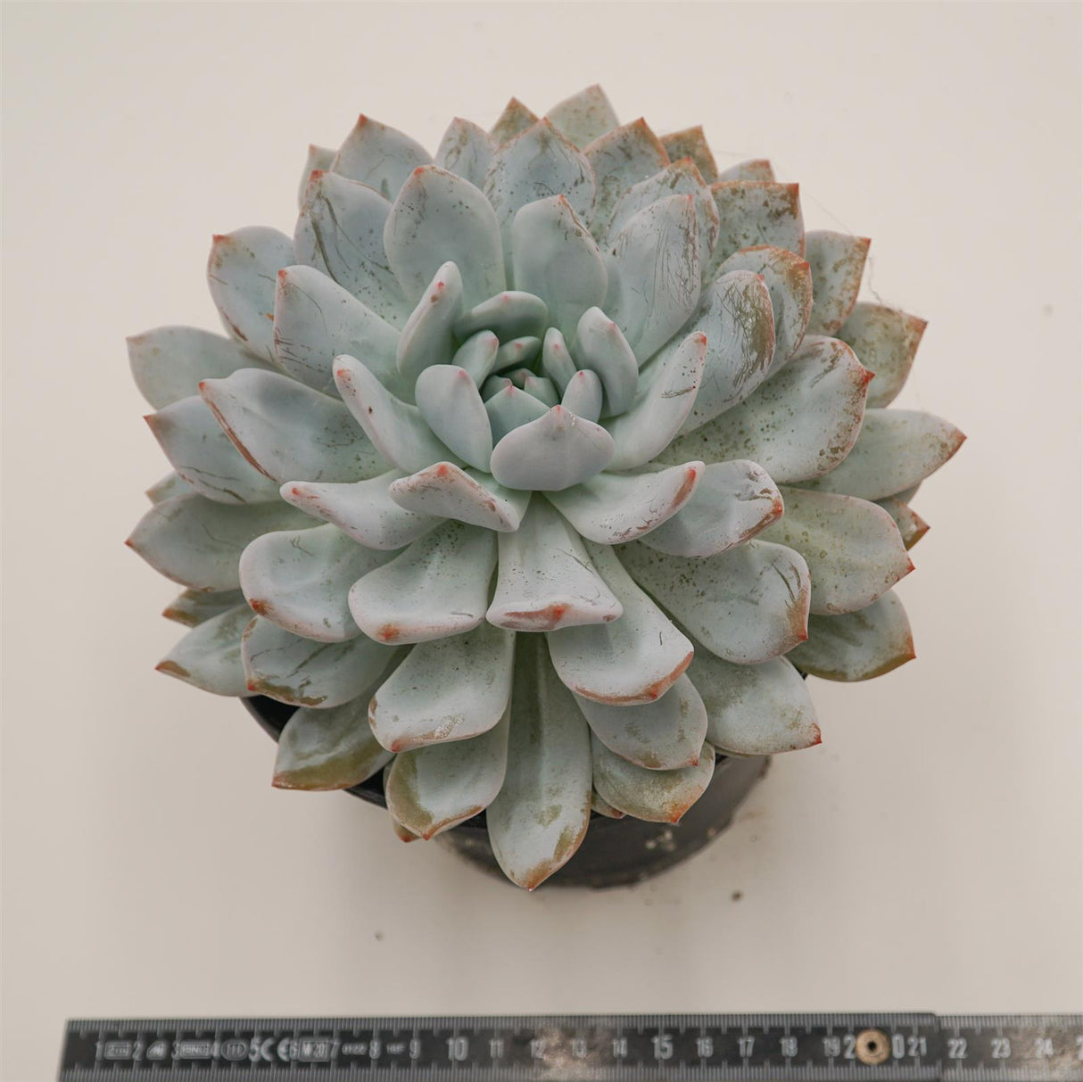 Echeveria Laurince x laui XL