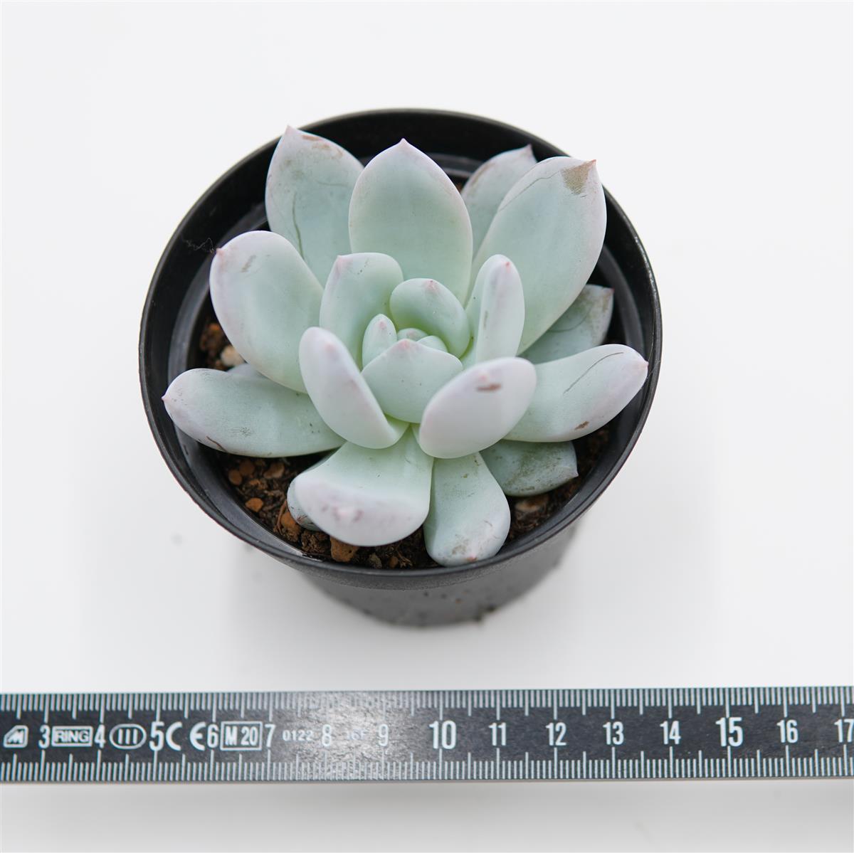 Echeveria Snow Angel