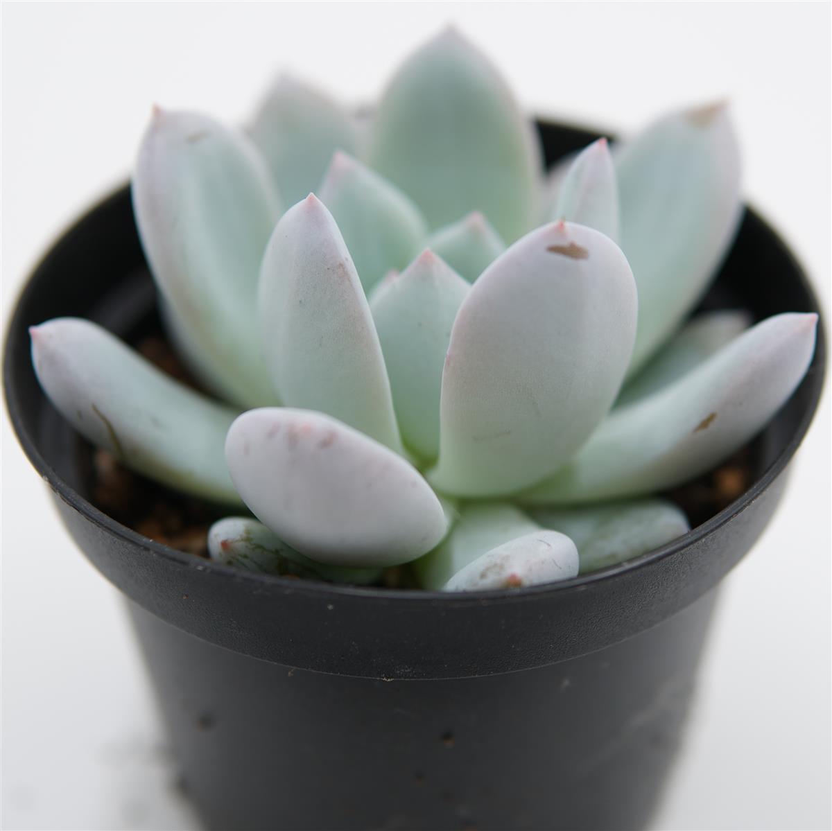 Echeveria Snow Angel
