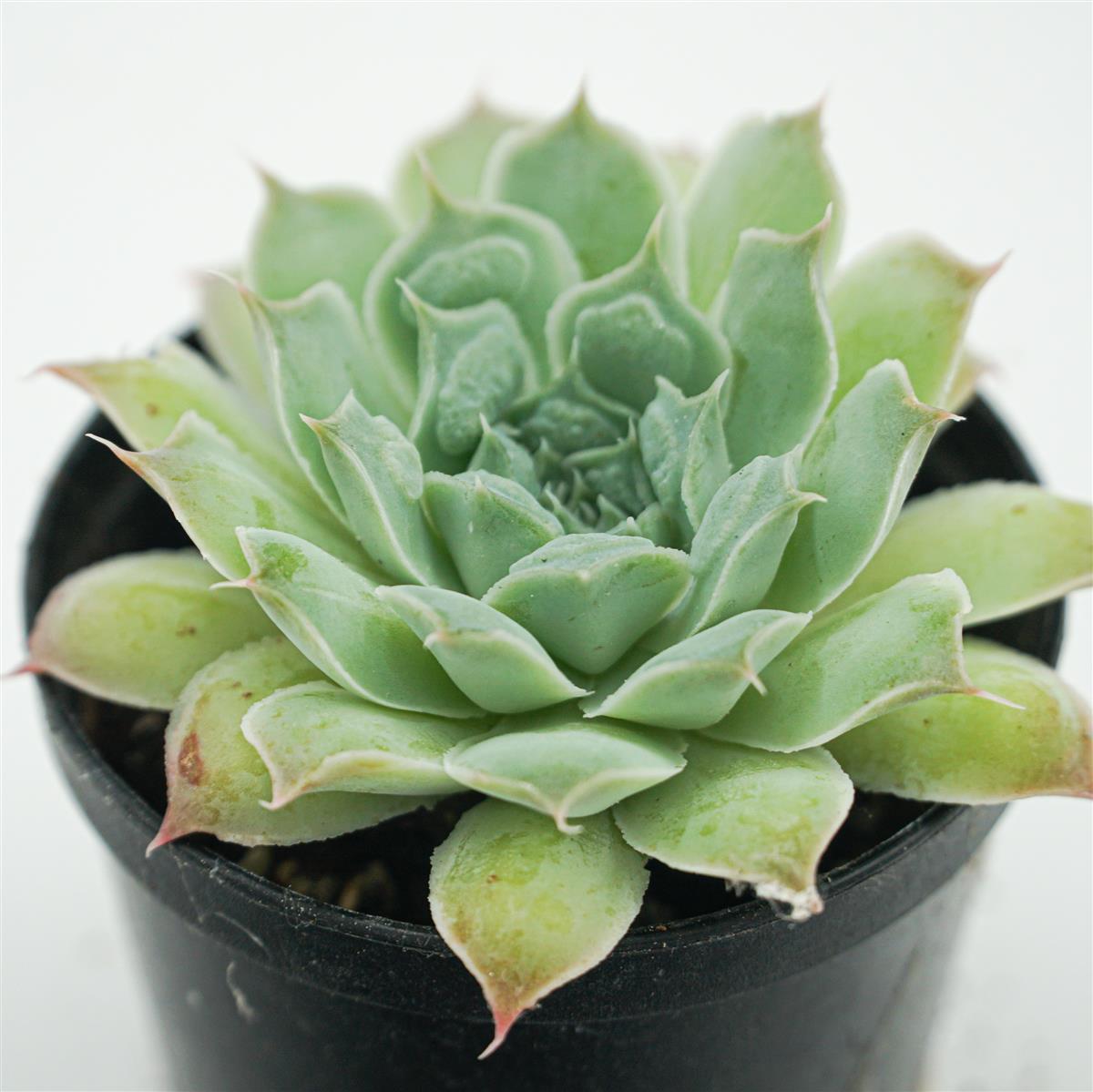 Echeveria Hearts Choice