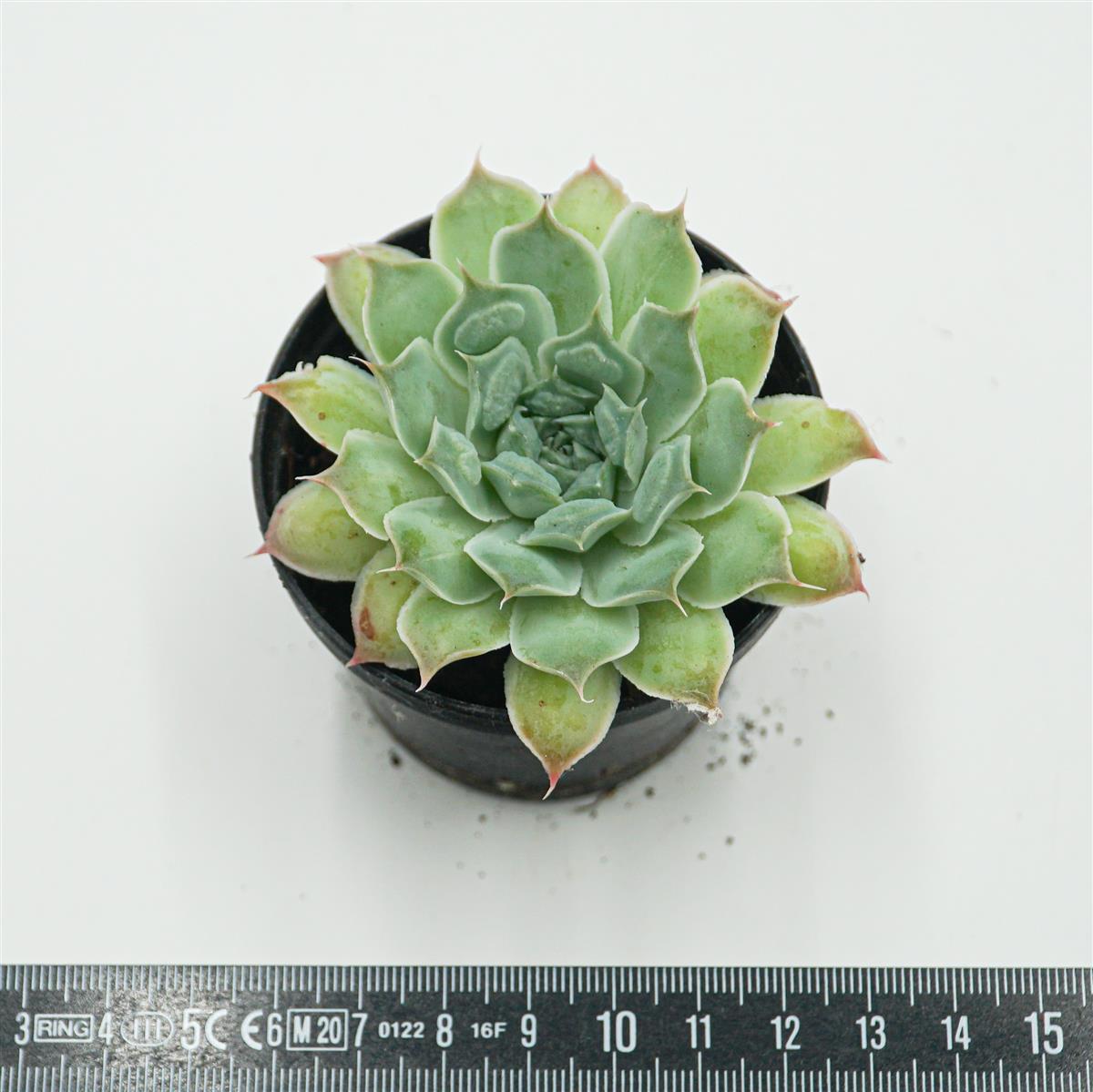 Echeveria Hearts Choice