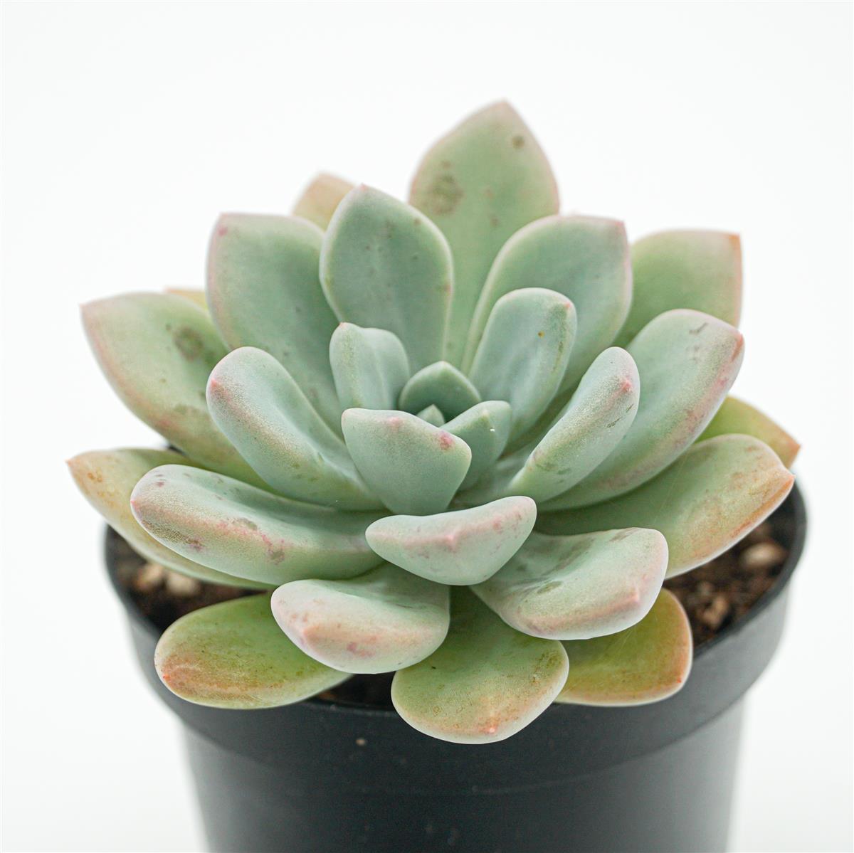 Graptoveria