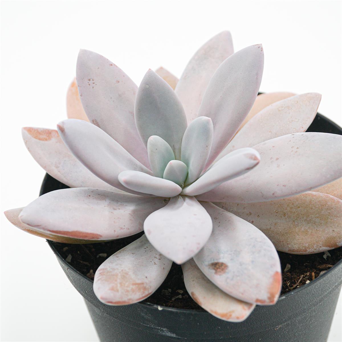 Echeveria laui Hybrid XL