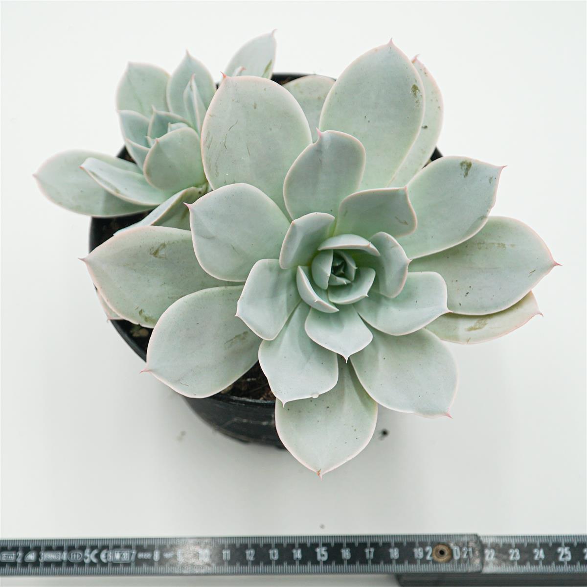 Echeveria Cante Hybrid