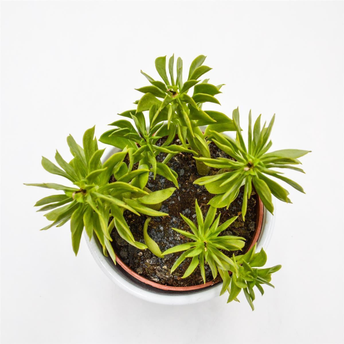 Peperomia dolabriformis - 10.5cm