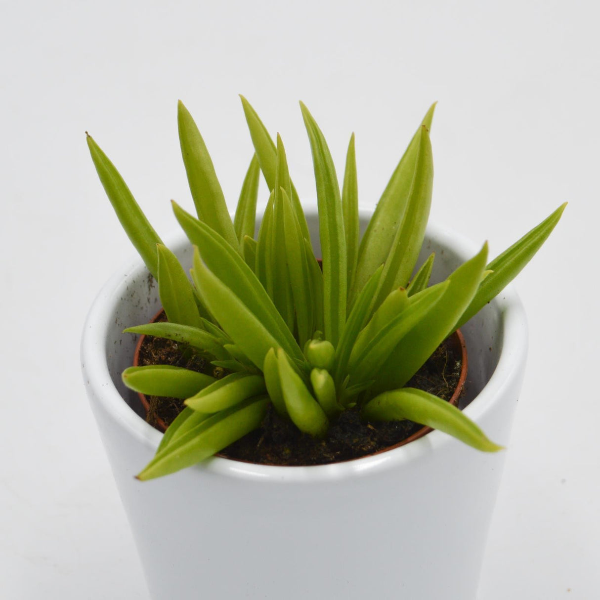 Peperomia ferreyrae - 5.5cm