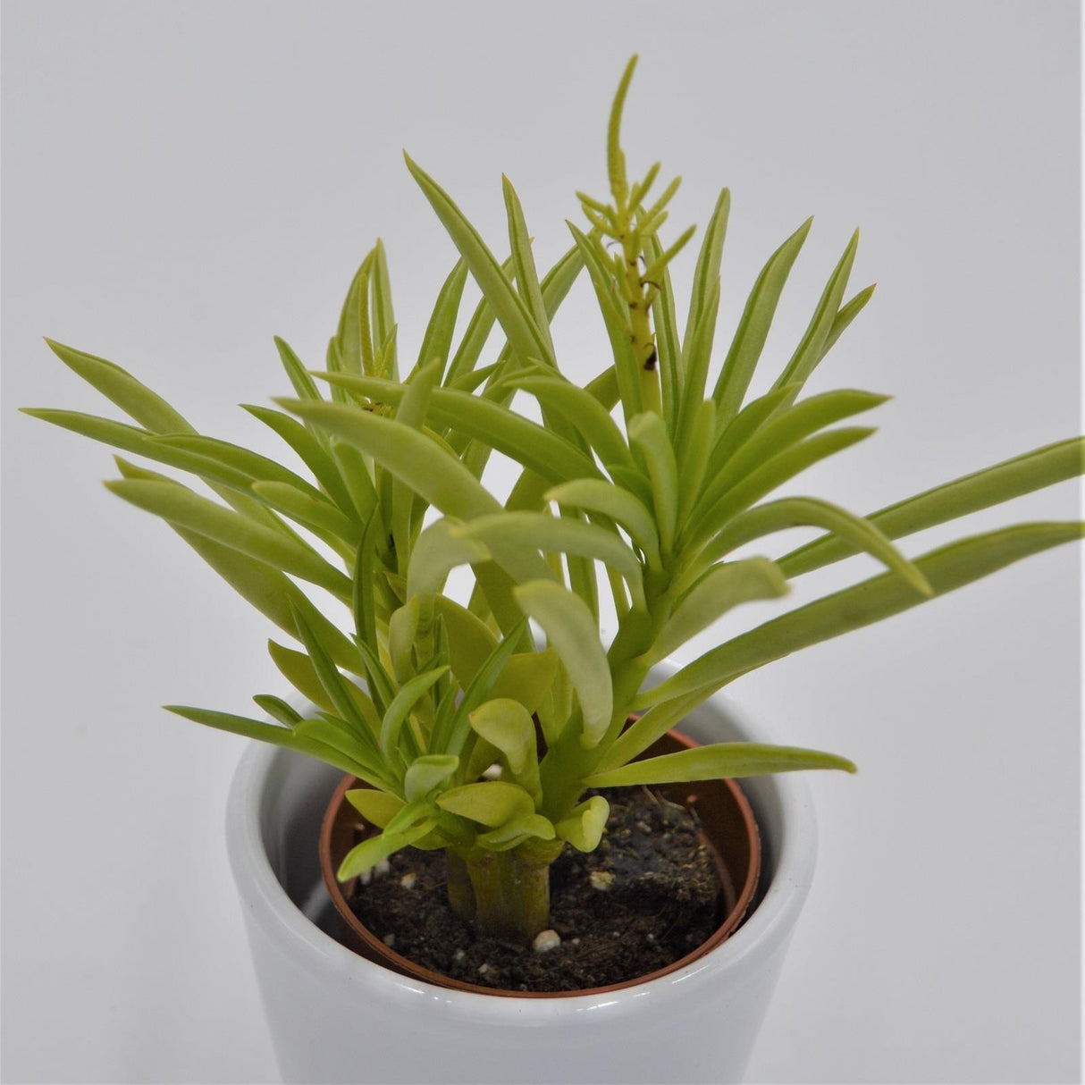 Peperomia ferreyrae - 5.5cm