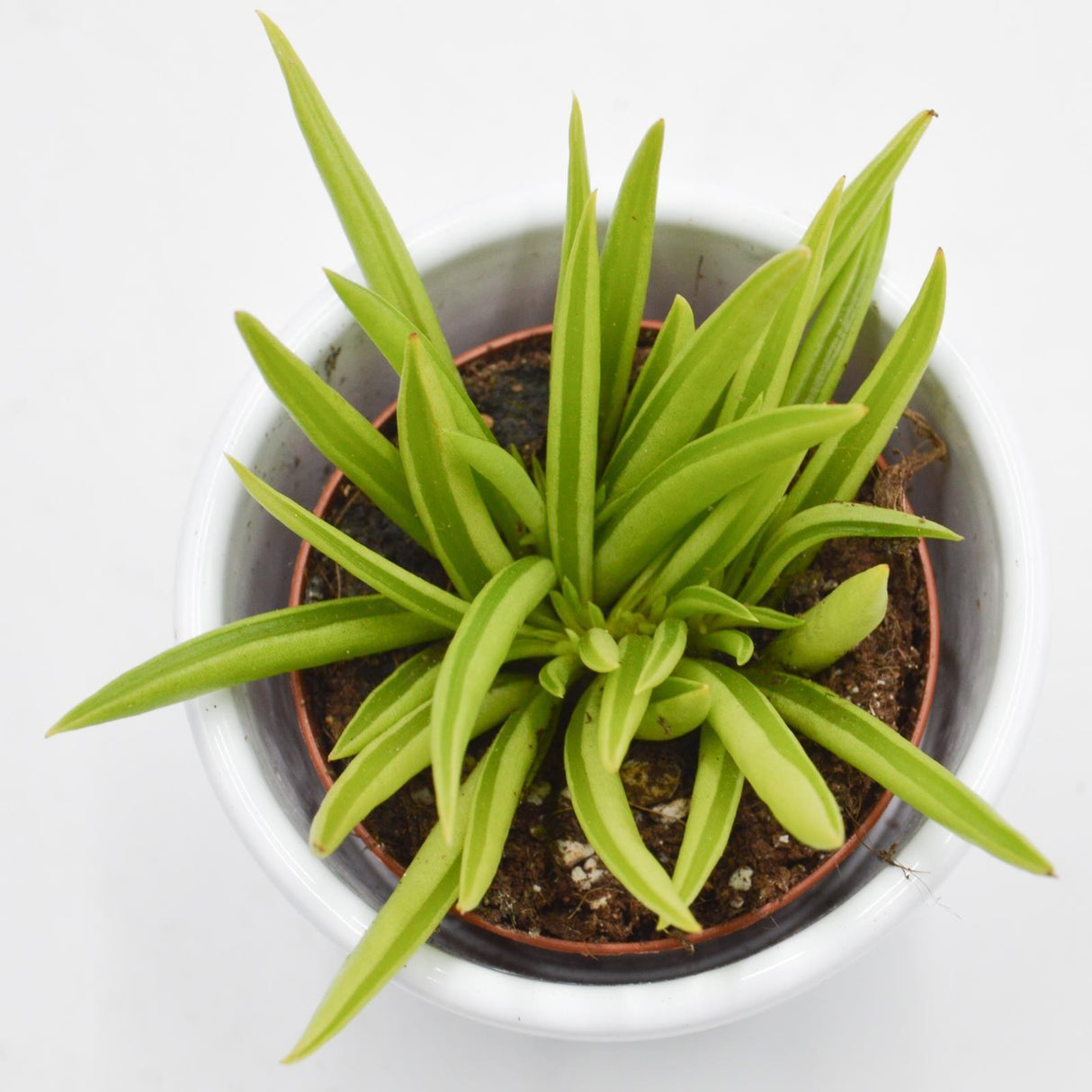 Peperomia ferreyrae - 5.5cm