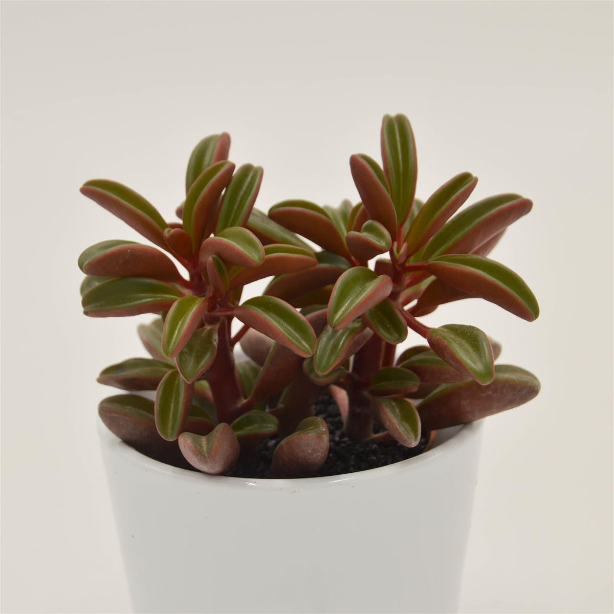 Peperomia graveolens - 8,5cm