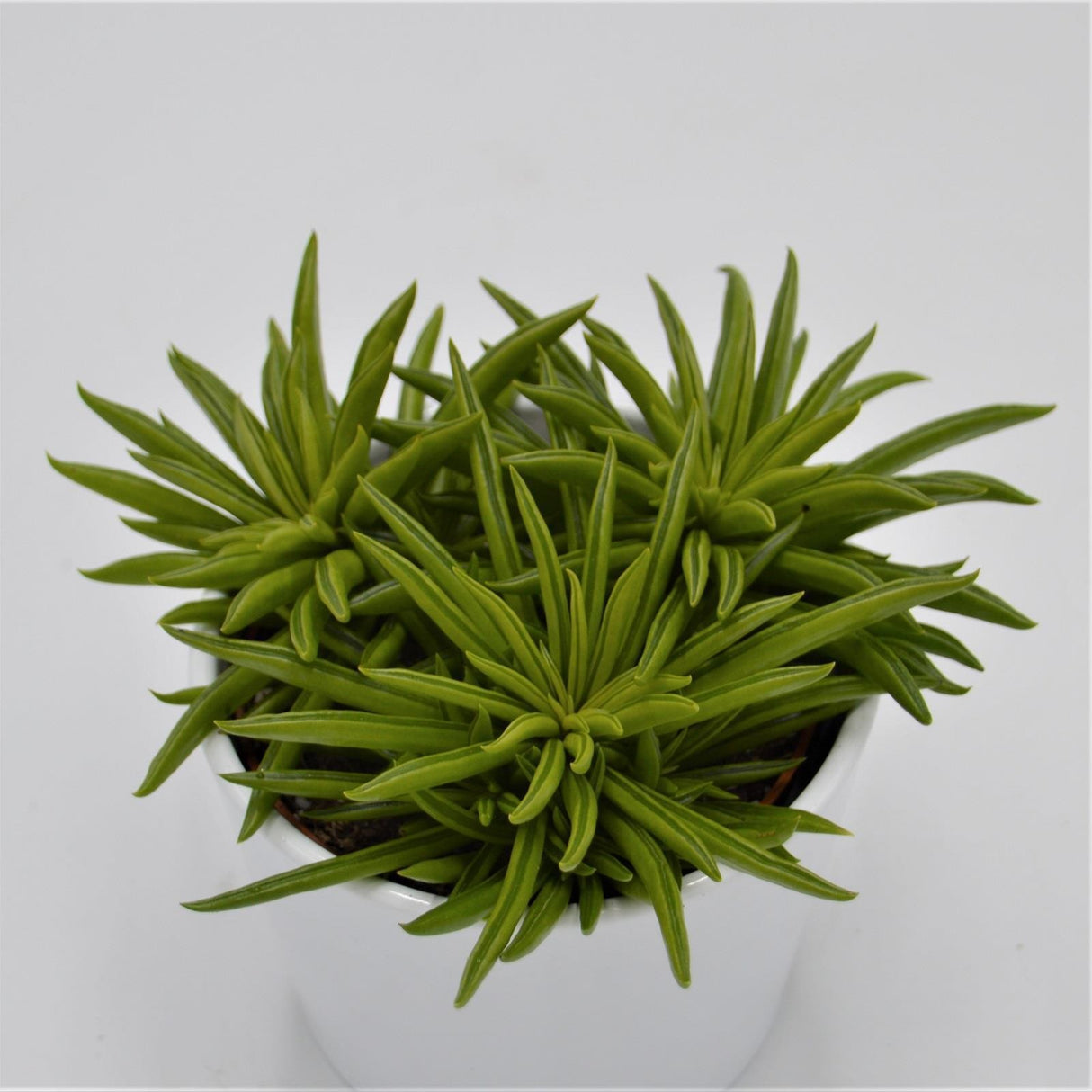 Peperomia Happy Bean - 10.5cm