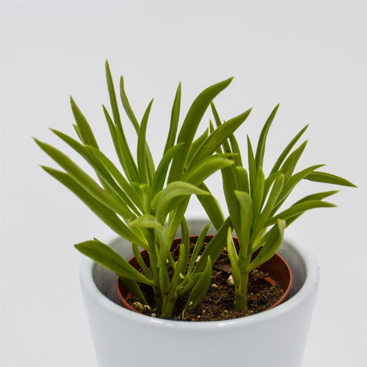 Peperomia Happy Bean - 5.5cm