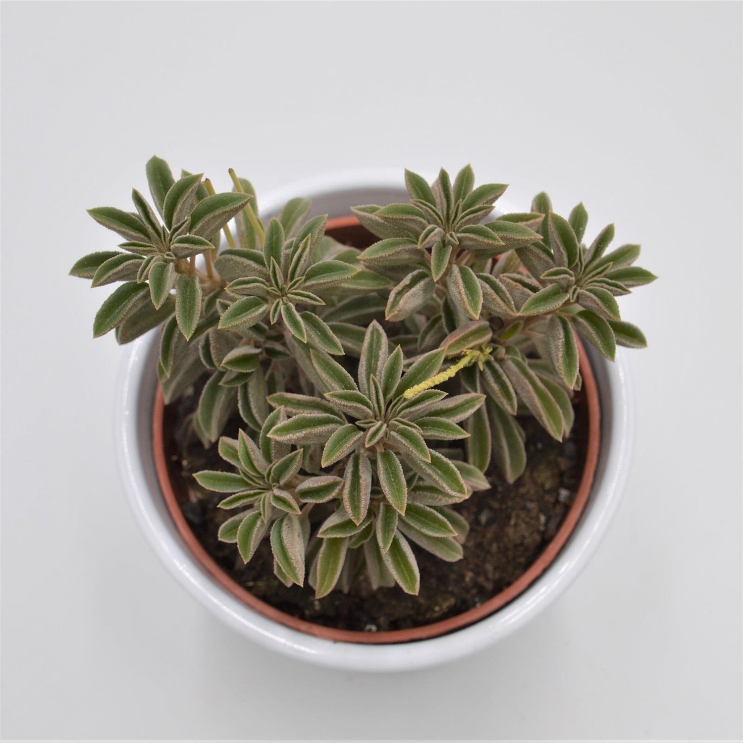 Peperomia asperula - 10.5cm