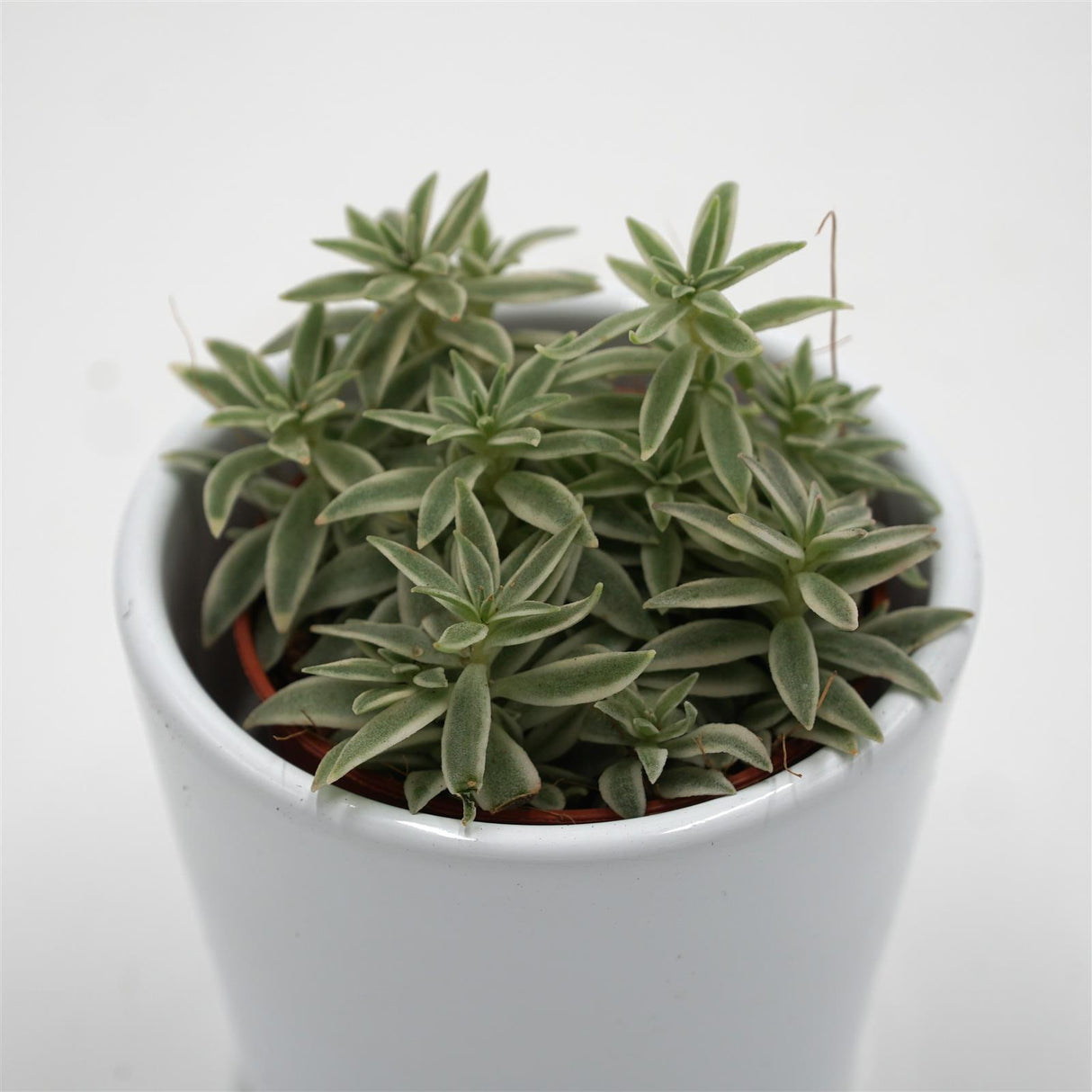 Peperomia Sprinkle - 5,5cm