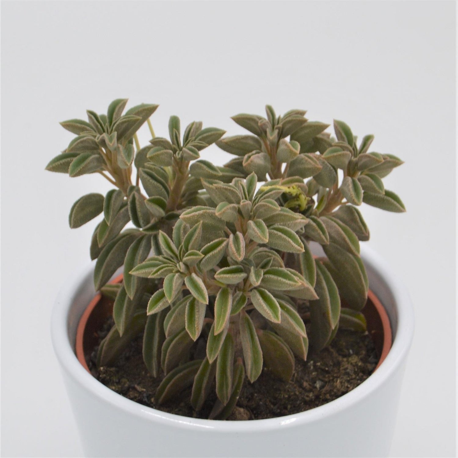 Peperomia asperula - 10.5cm