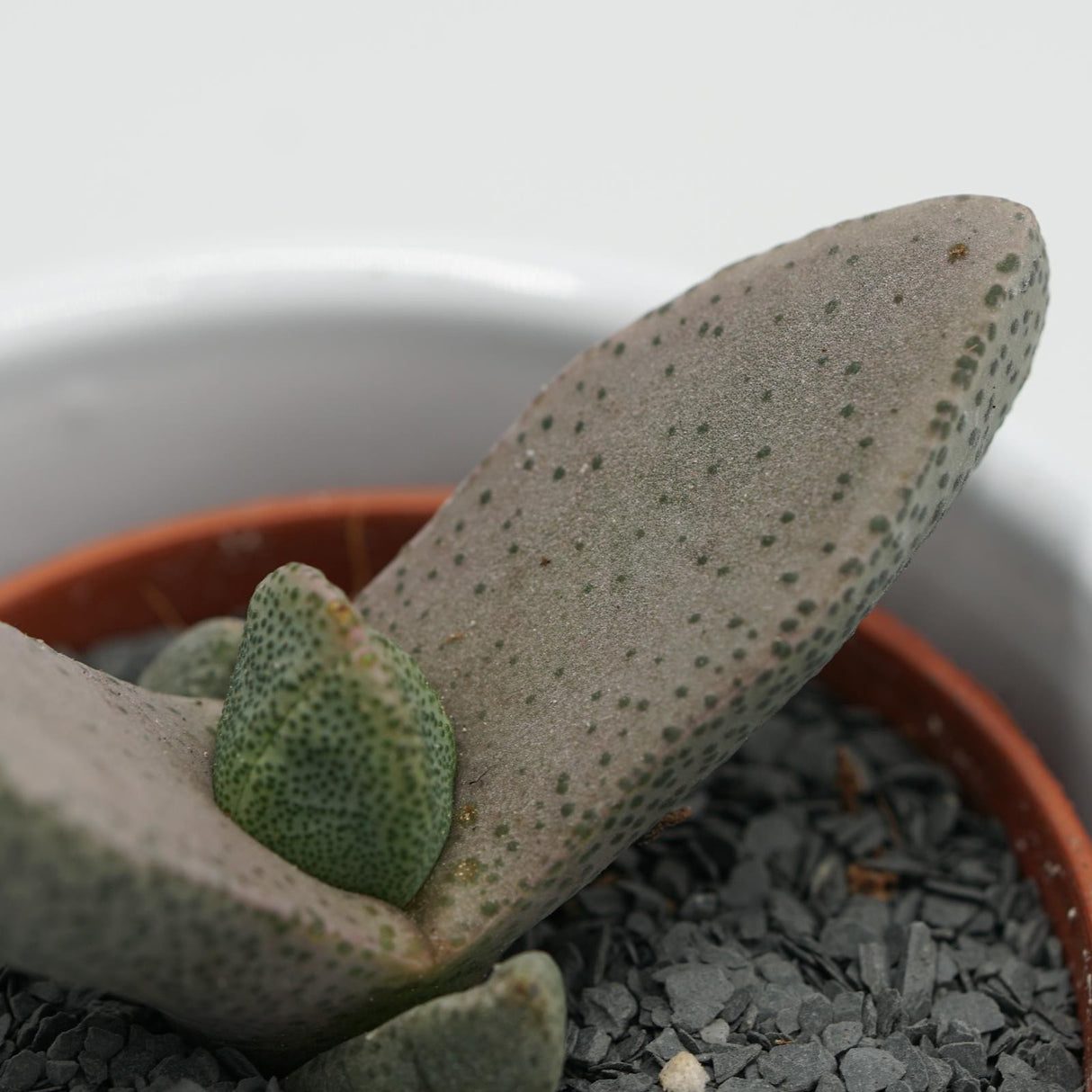 Pleiospilos bolussi - 5,5cm