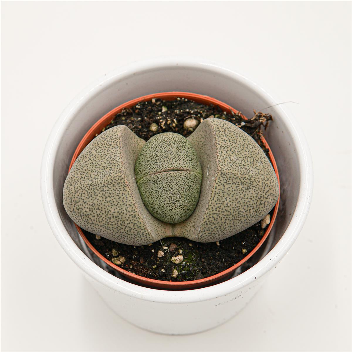 Pleiospilos nelii - 8.5cm