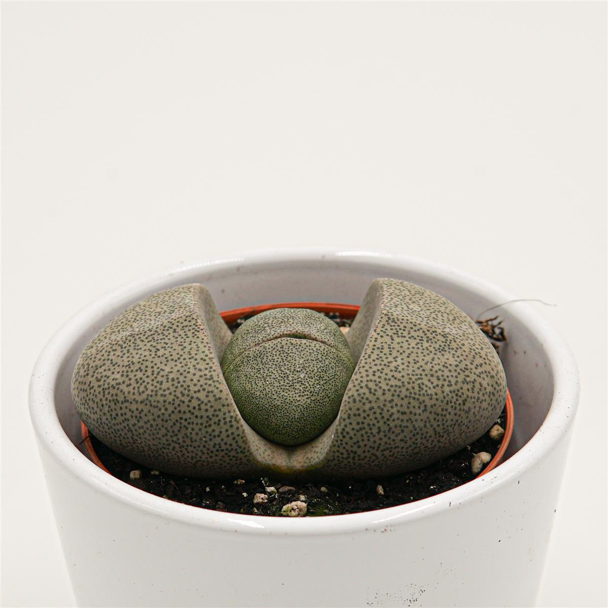 Pleiospilos nelii - 8.5cm