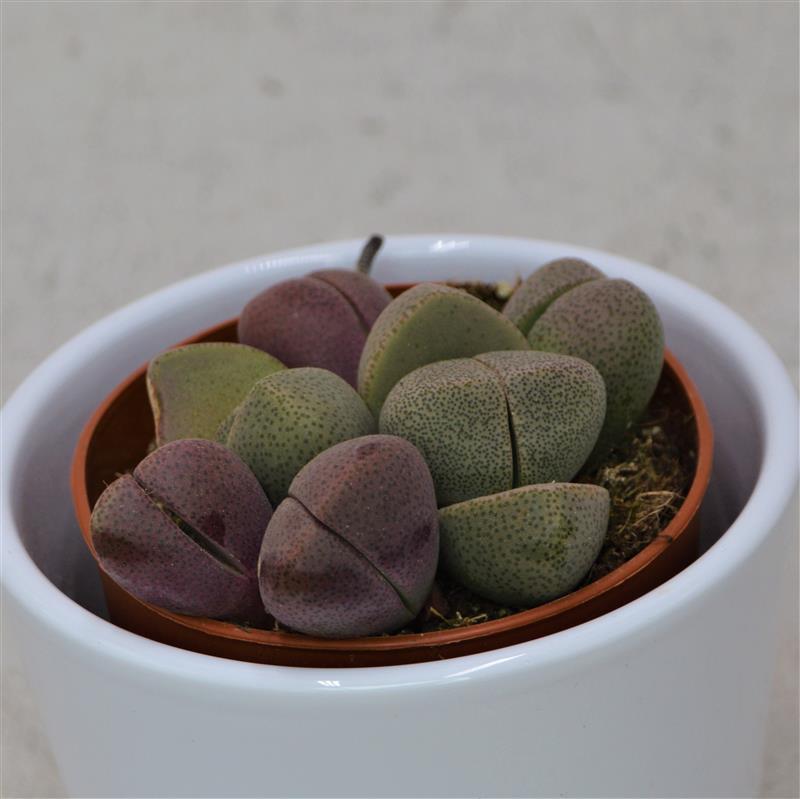 Pleiospilos nelii und v. rubra Mix - 8,5cm