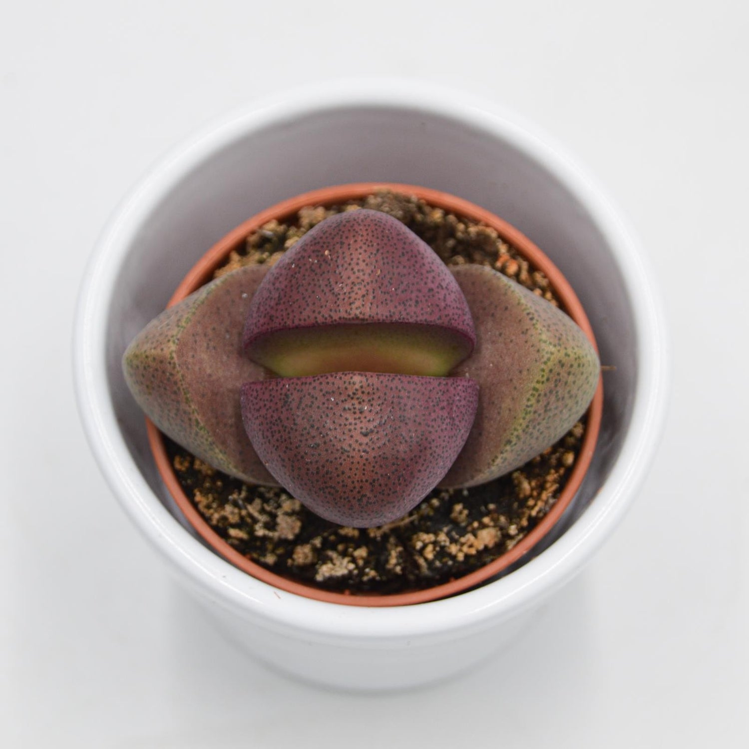 Pleiospilos nelii v. rubra - 5.5cm
