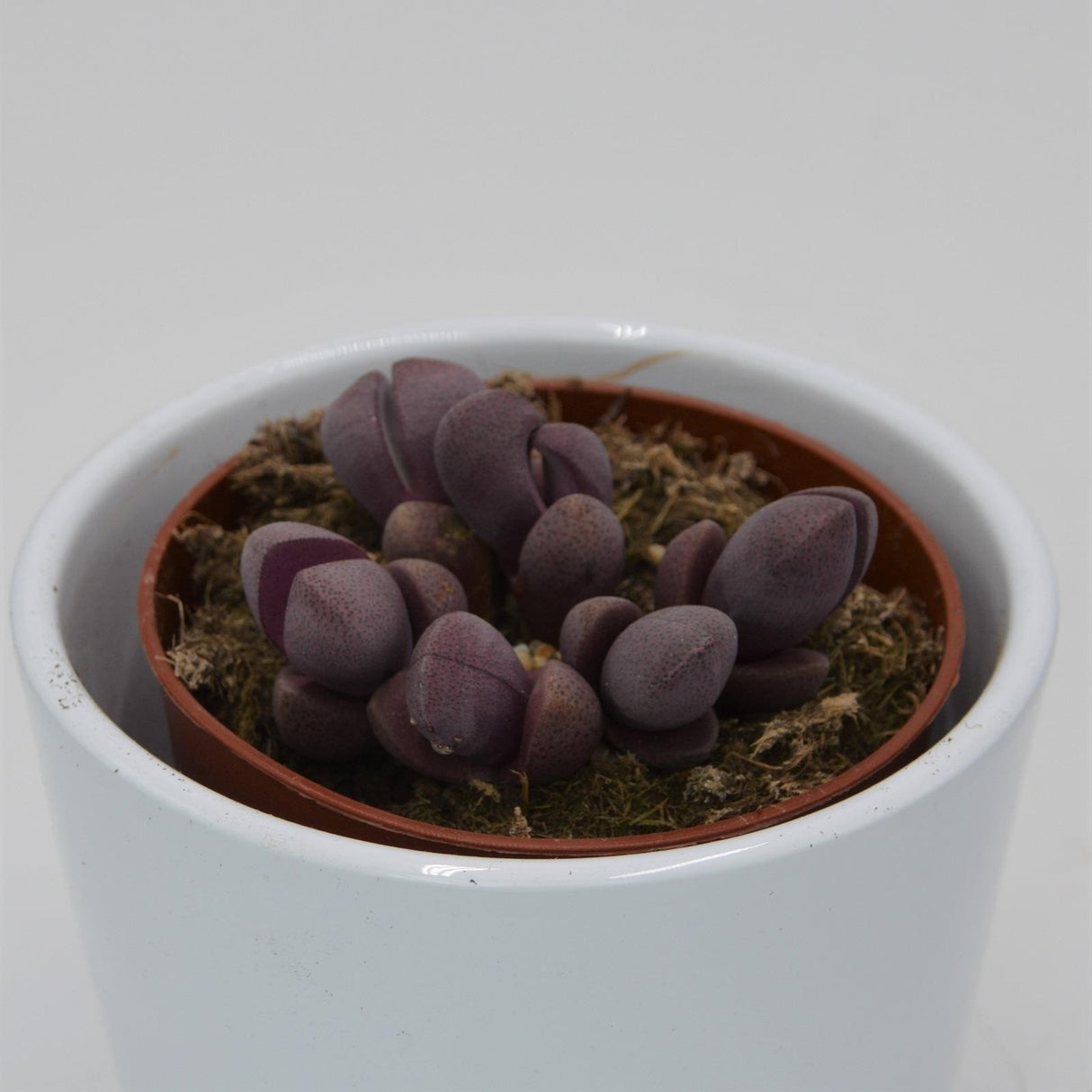 Pleiospilos nelii v. rubra - 8,5cm