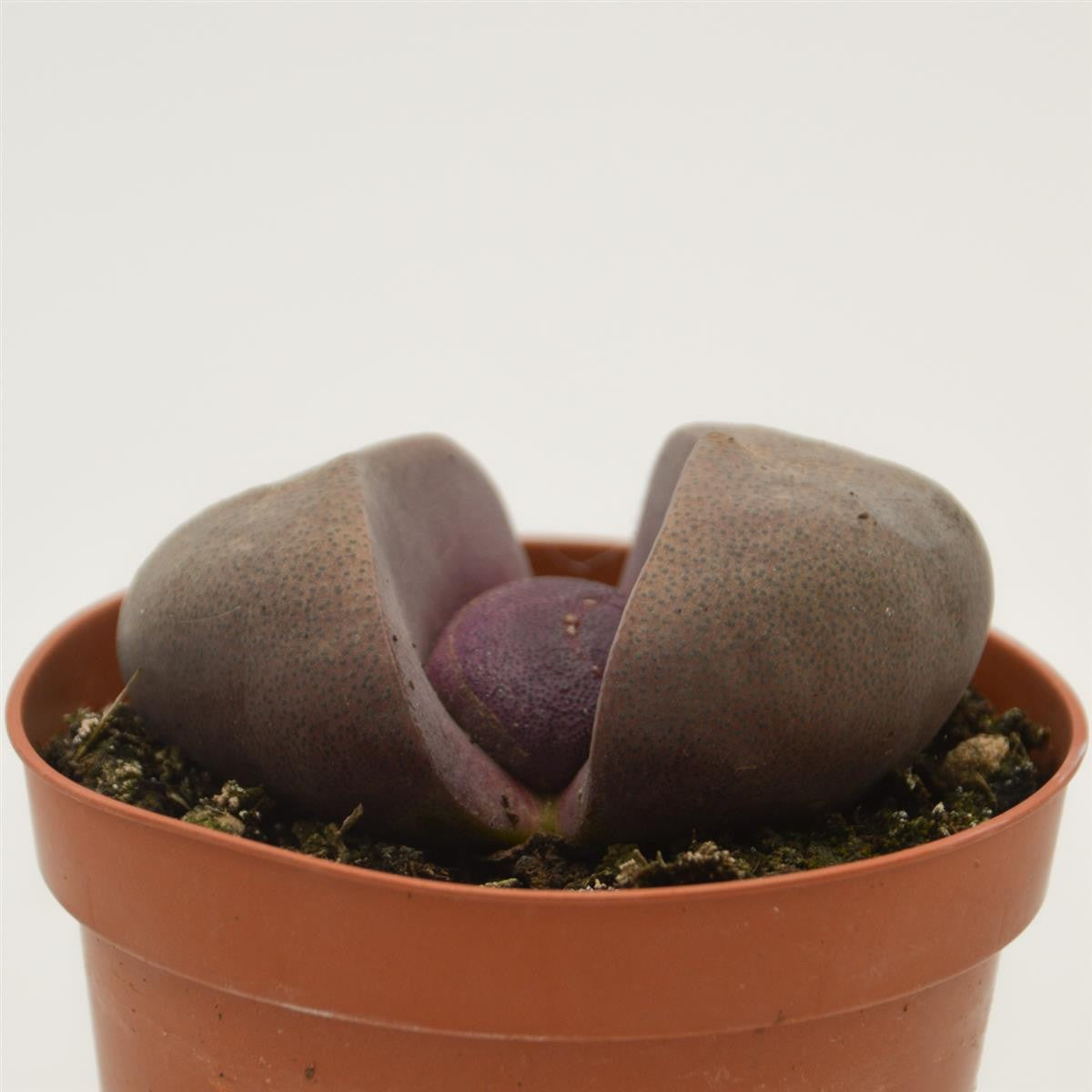 Pleiospilos nelii v. rubra - 8,5cm