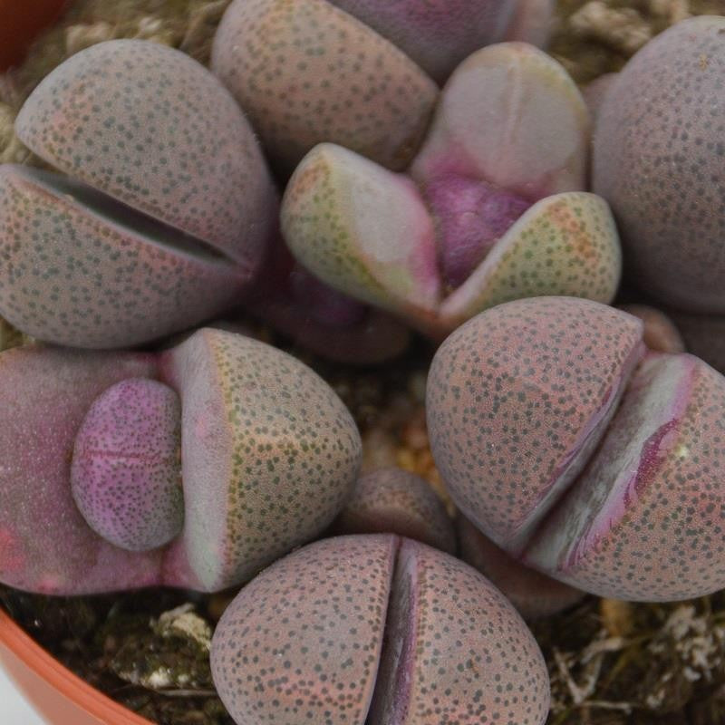 Pleiospilos nelii v. rubra - 8,5cm