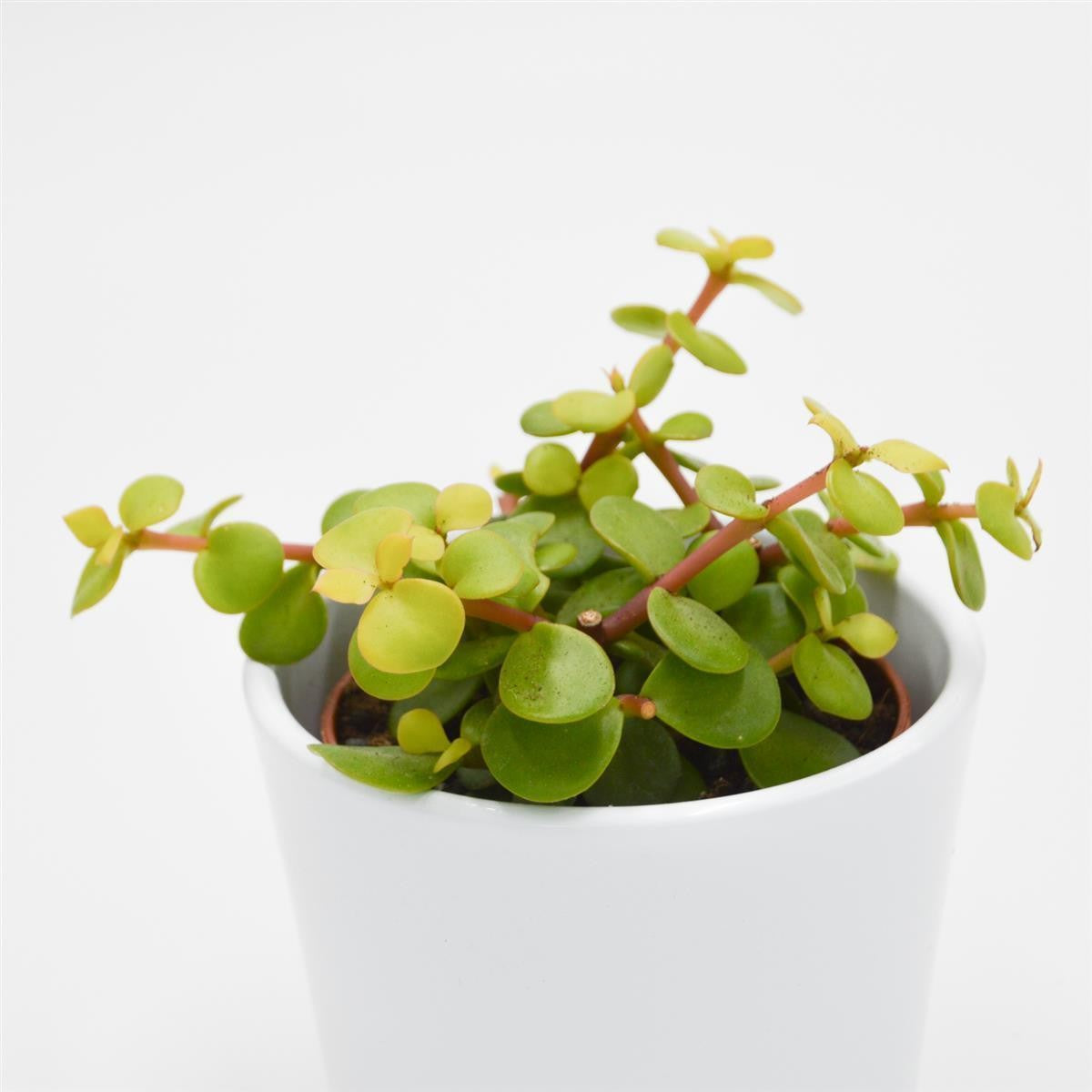 Portulacaria afra Lemon - 8,5cm