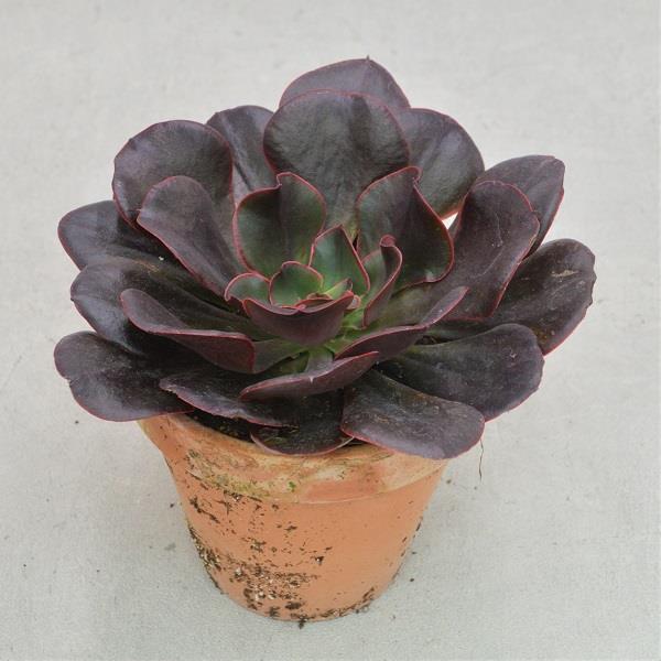 Echeveria Red Prince - 13cm in terracotta pot