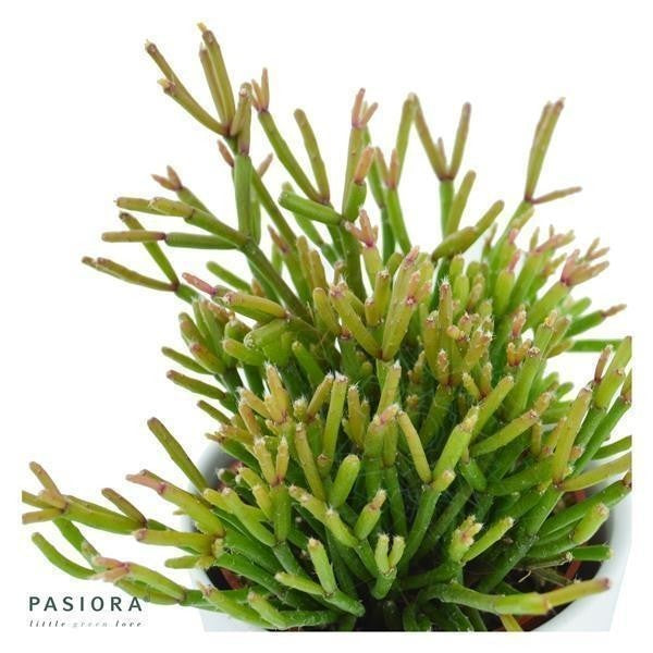 Icarus Hanging Succulents