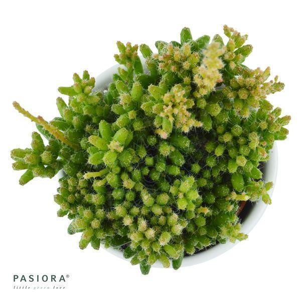 Rhipsalis mesembryanthemoides - 6cm