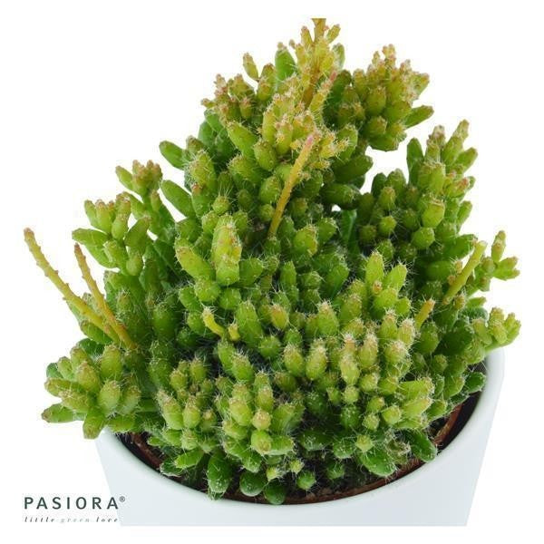 Icarus Hanging Succulents