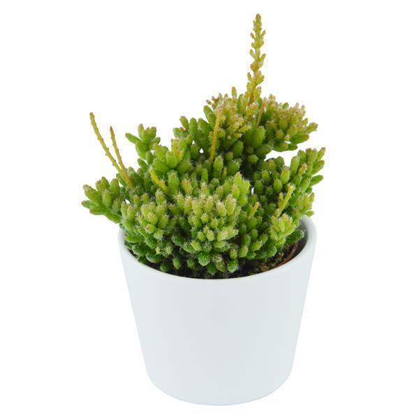 Rhipsalis mesembryanthemoides - 6cm