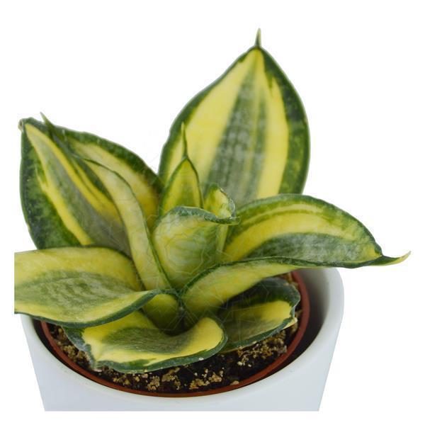 Succulent Selection, 20 pieces