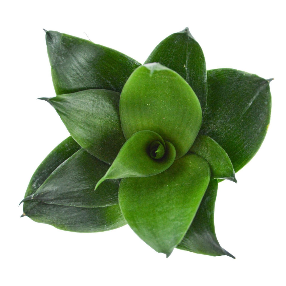 Sansevieria trifasciata Black Jade - 6cm