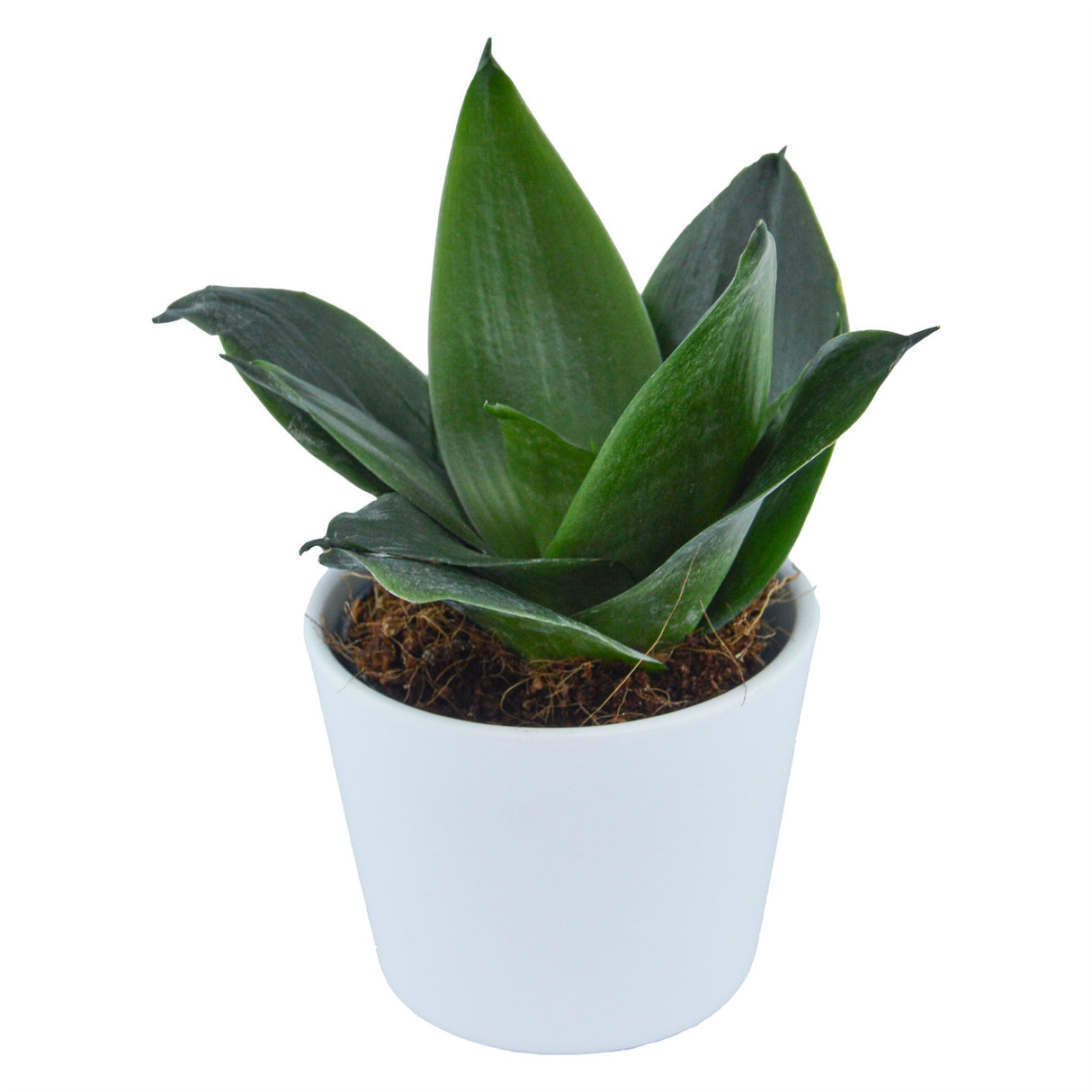 Sansevieria trifasciata Black Jade - 6cm