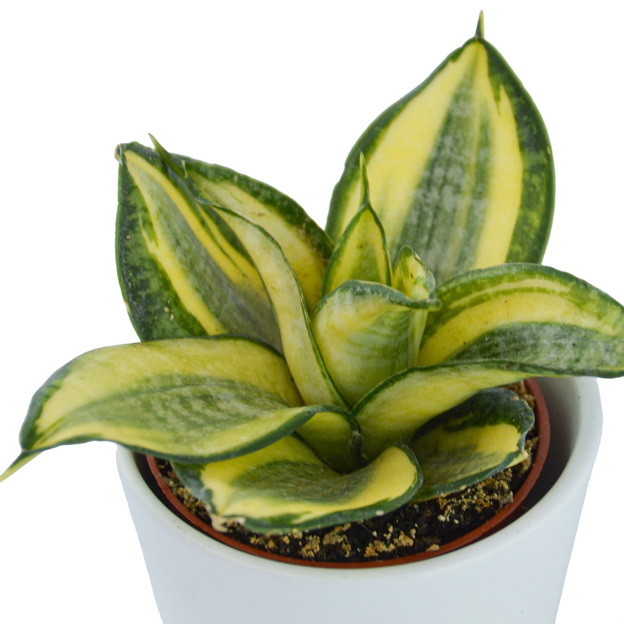 Sansevieria trifasciata Golden Hahnii - 6cm