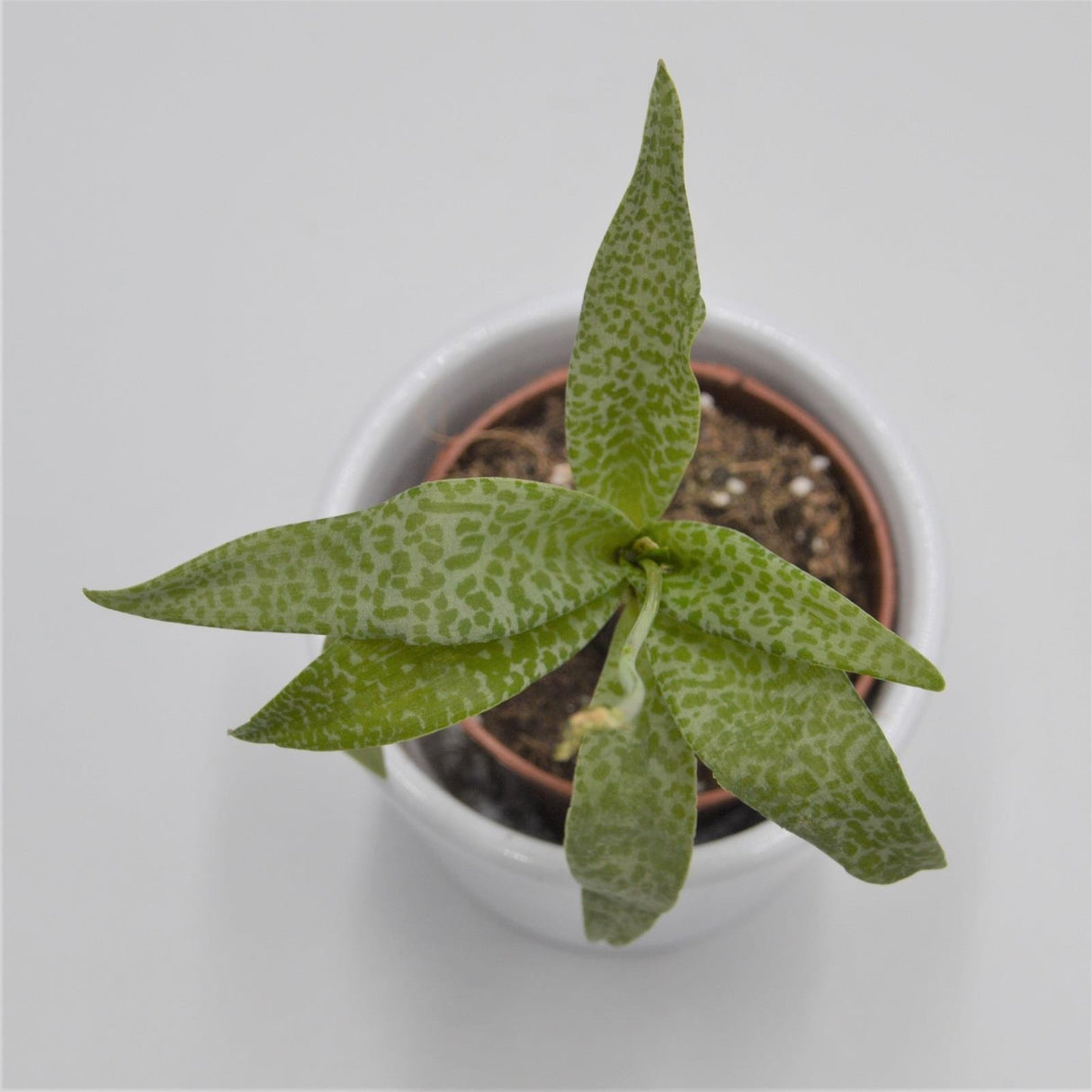 Scilla violacea - 5.5cm