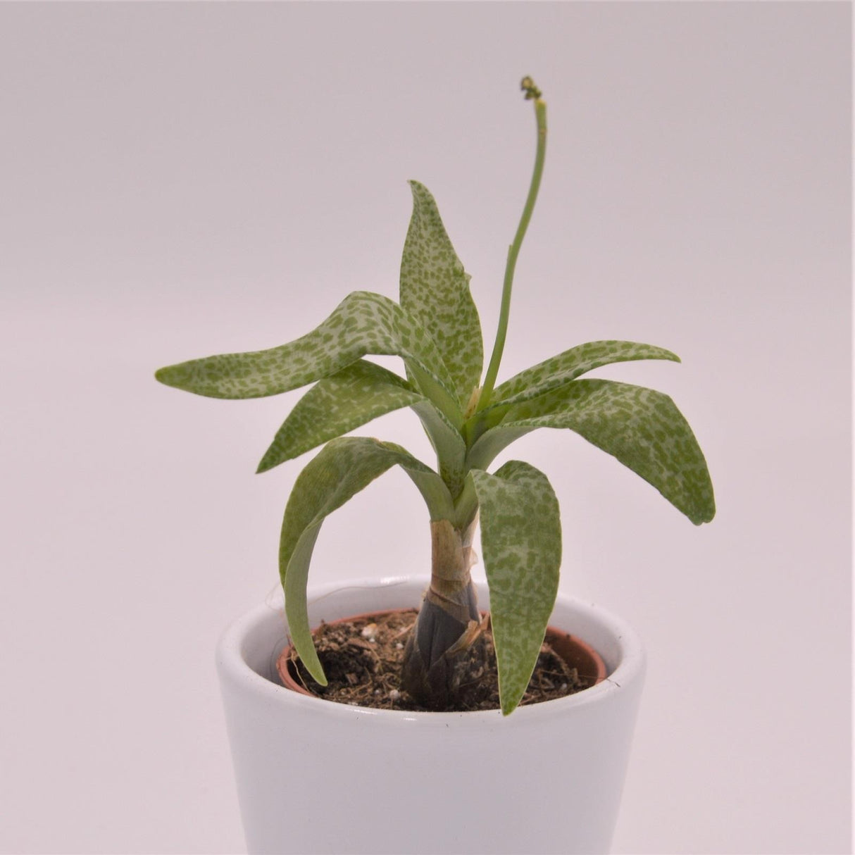 Scilla violacea - 5.5cm