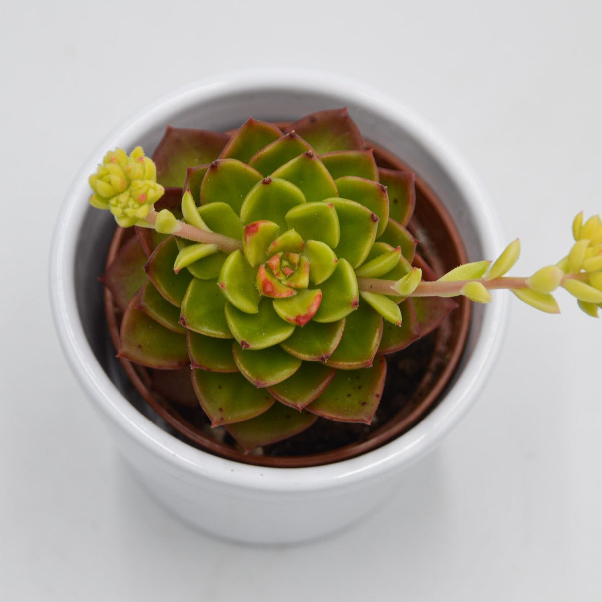 x Sedeveria Letitzia f. variegata - 6cm