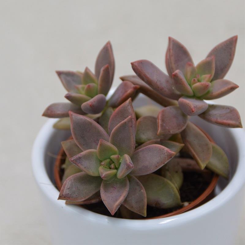 Sedum Bordeauxhart - 5,5cm