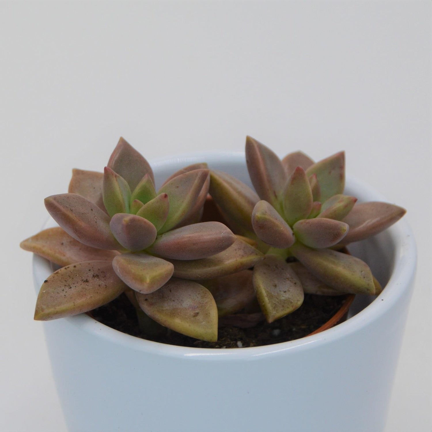 Sedum Bordeauxhart - 5.5cm
