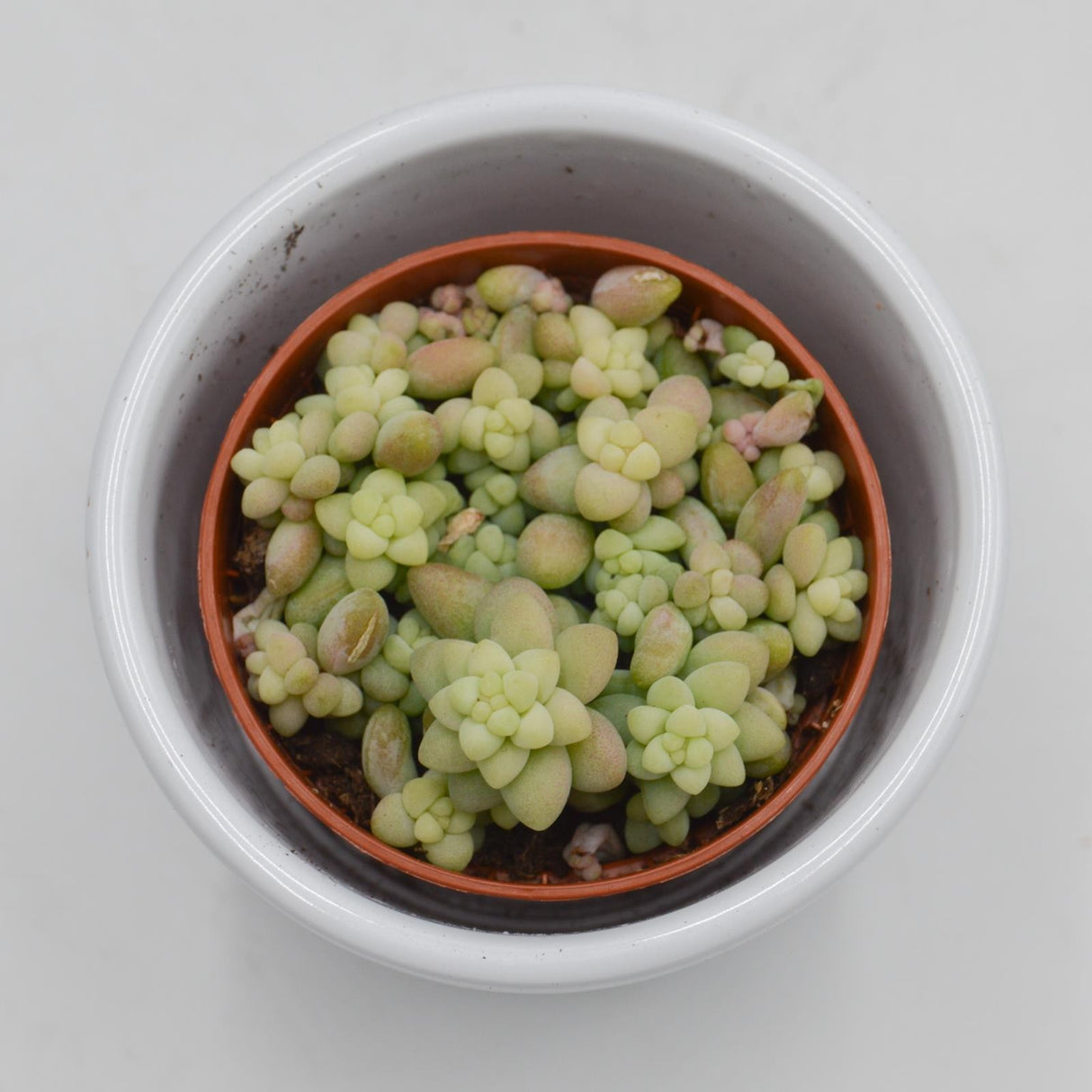 Sedum burrito - 5.5cm