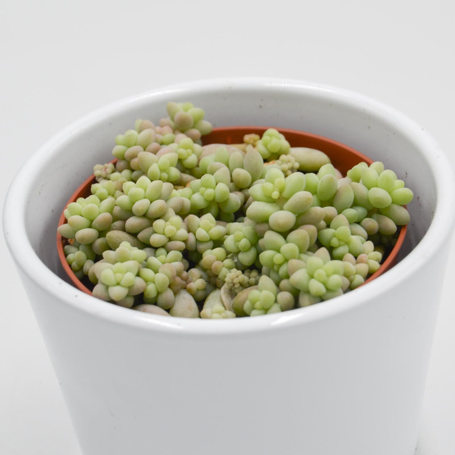 Sedum burrito - 8.5cm