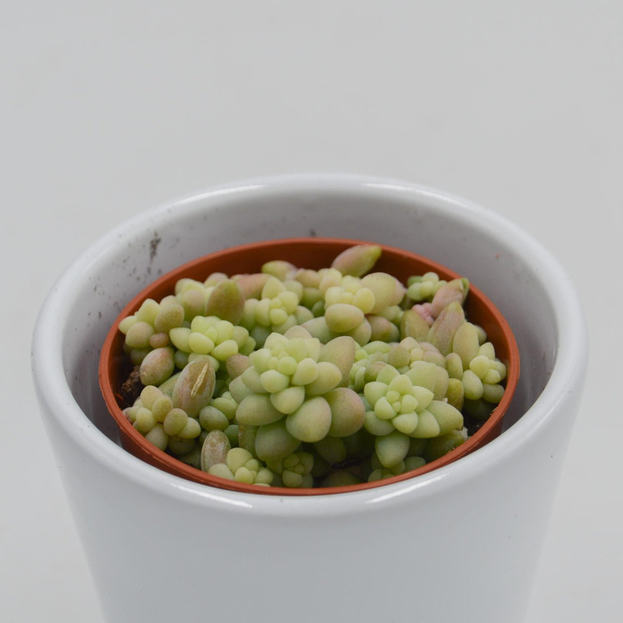 Sedum burrito - 5,5cm