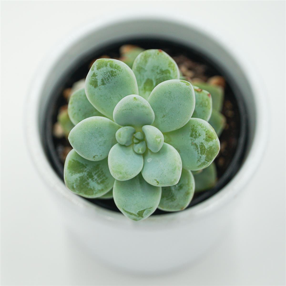 Sedum clavatum - 5.5cm
